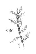 Image de Parietaria pensylvanica Muhl. ex Willd.