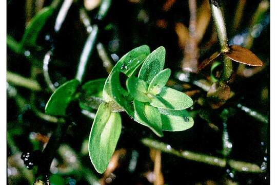 Image of blue waterhyssop