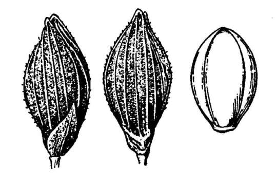 Imagem de Panicum aciculare Desv.