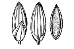 Panicum bulbosum Kunth resmi