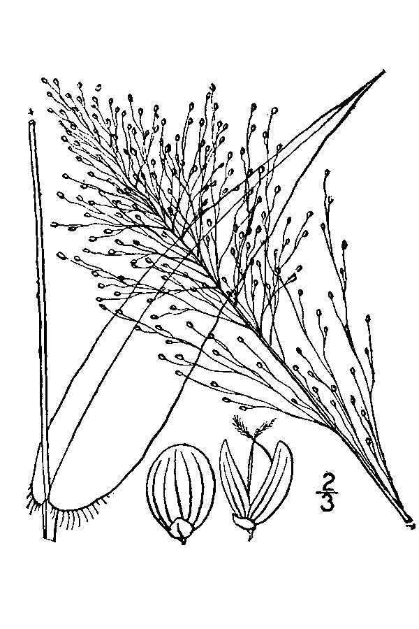 Imagem de Panicum polyanthes Schult.