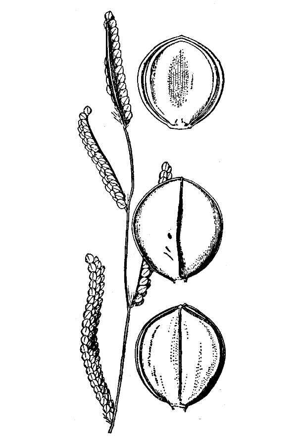 Image of Early Crown Grass