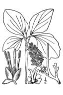 Image of Allegheny-spurge