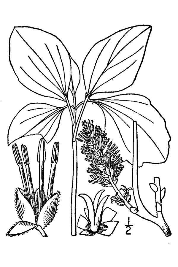 Image de Pachysandra procumbens Michx.