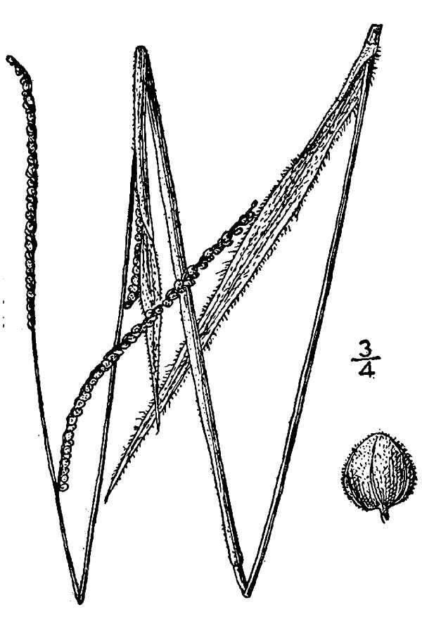 Image of thin paspalum