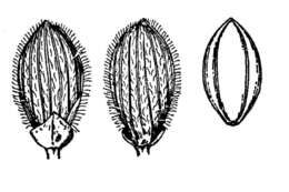 صورة Dichanthelium villosissimum var. villosissimum