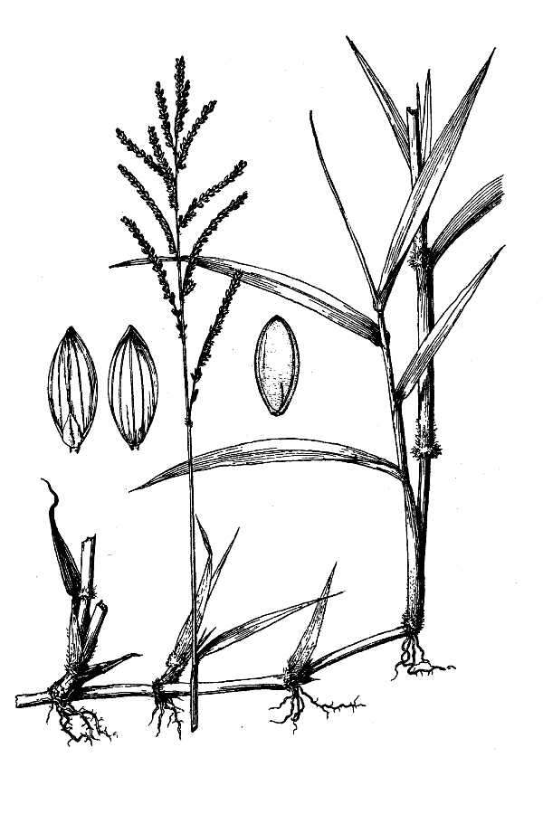 Plancia ëd Brachiaria mutica (Forssk.) Stapf