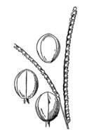 Image of thin paspalum