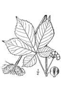 Panax quinquefolius L. resmi