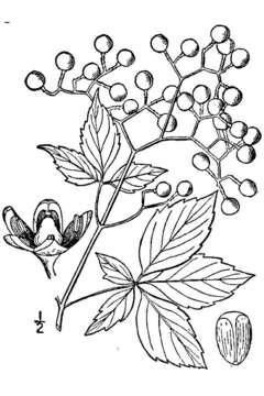 Image of Virginia creeper