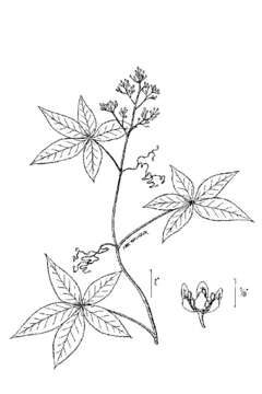 Image of Virginia creeper