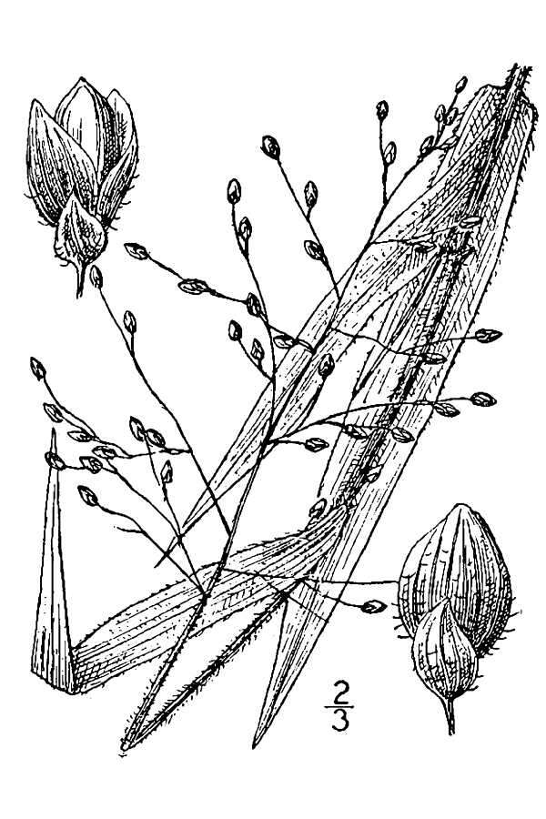 Imagem de Panicum ravenelii Scribn. & Merr.