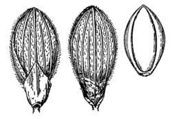 Imagem de Panicum ravenelii Scribn. & Merr.