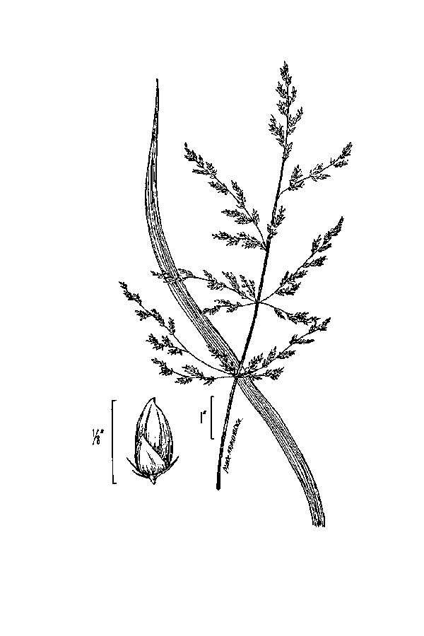 Слика од Coleataenia rigidula (Bosc ex Nees) Le Blond