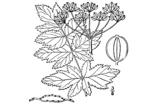 Image of wild parsnip