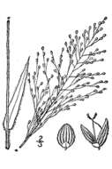 Imagem de Panicum scoparium Lam.