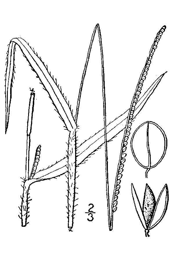 Image of thin paspalum