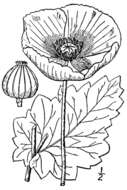 Image of opium poppy