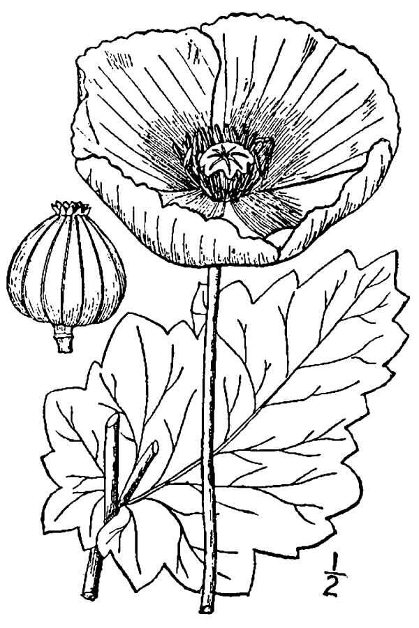 Image of opium poppy