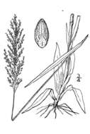 Panicum acuminatum var. densiflorum (E. L. Rand & Redfield) Lelong的圖片