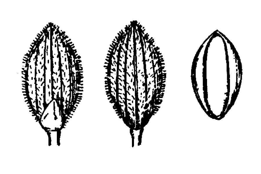 Panicum acuminatum var. densiflorum (E. L. Rand & Redfield) Lelong的圖片