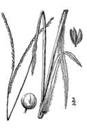 Image of thin paspalum