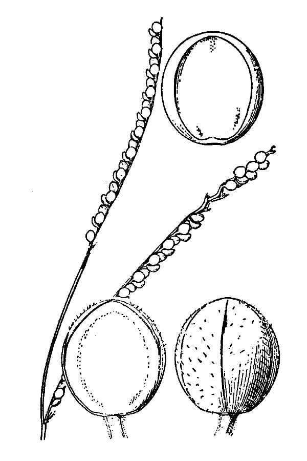 Image of thin paspalum
