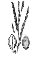 Image of brownseed paspalum