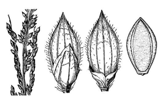 Plancia ëd Brachiaria texana (Buckley) S. T. Blake