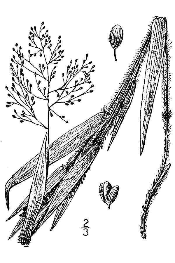 Image of western panicgrass