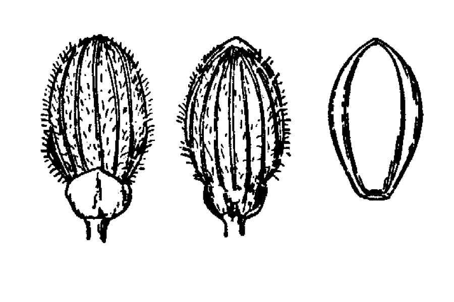 Imagem de Panicum acuminatum var. acuminatum