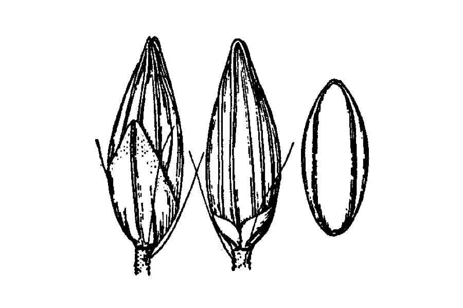 Image of Southeastern Cut-Throat Grass