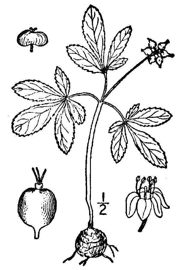 Image de Panax trifolius L.