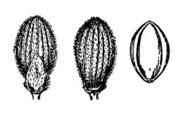 Imagem de Panicum portoricense Desv. ex Ham.