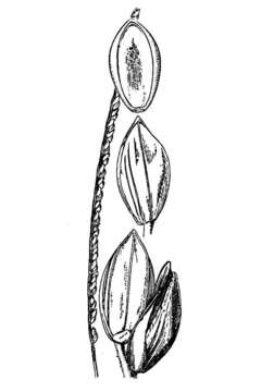 Image of onespike paspalum