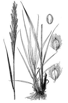 Image of Vasey's grass