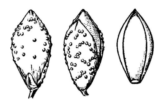 Imagem de Panicum verrucosum Muhl.