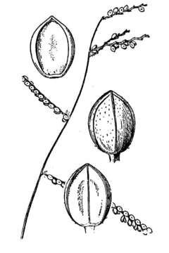 Image of Virlet's paspalum