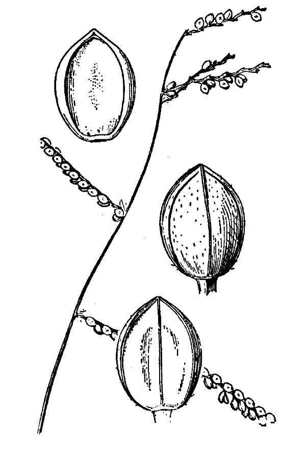 Image of Virlet's paspalum