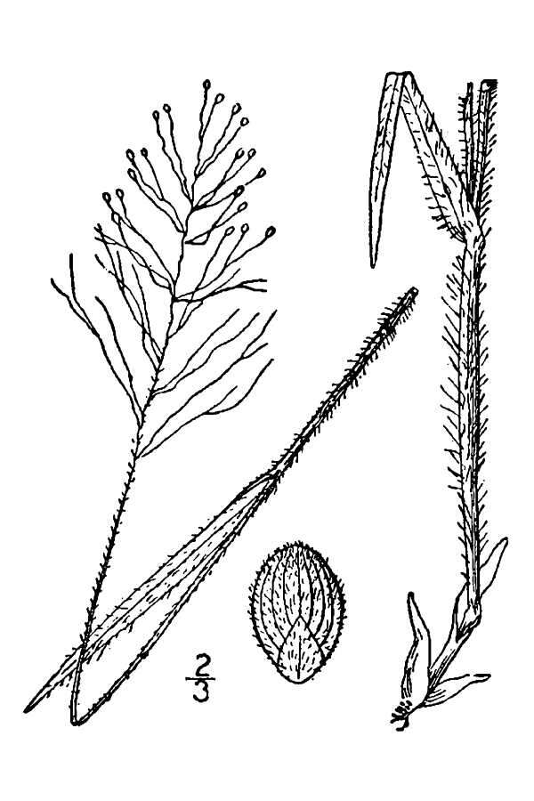 صورة Dichanthelium villosissimum var. villosissimum