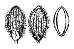 صورة Dichanthelium villosissimum var. villosissimum