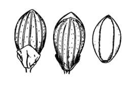 Imagem de Panicum portoricense Desv. ex Ham.