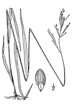 Image of slimleaf panicgrass