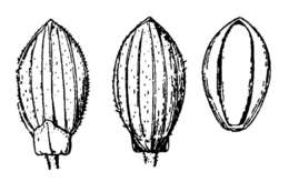 Imagem de Panicum linearifolium Scribn.