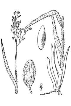 صورة Panicum wilcoxianum Vasey