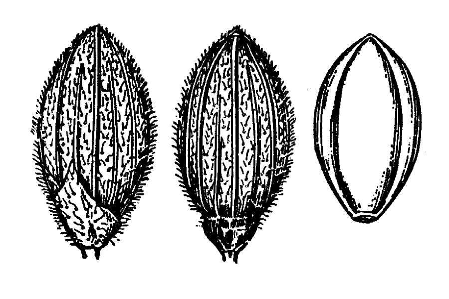 Panicum wilcoxianum Vasey的圖片