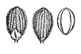 Imagem de Panicum laxiflorum Lam.