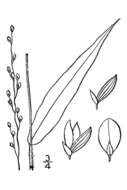 Imagem de Panicum xanthophysum A. Gray