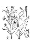 Image of sharpleaf penstemon