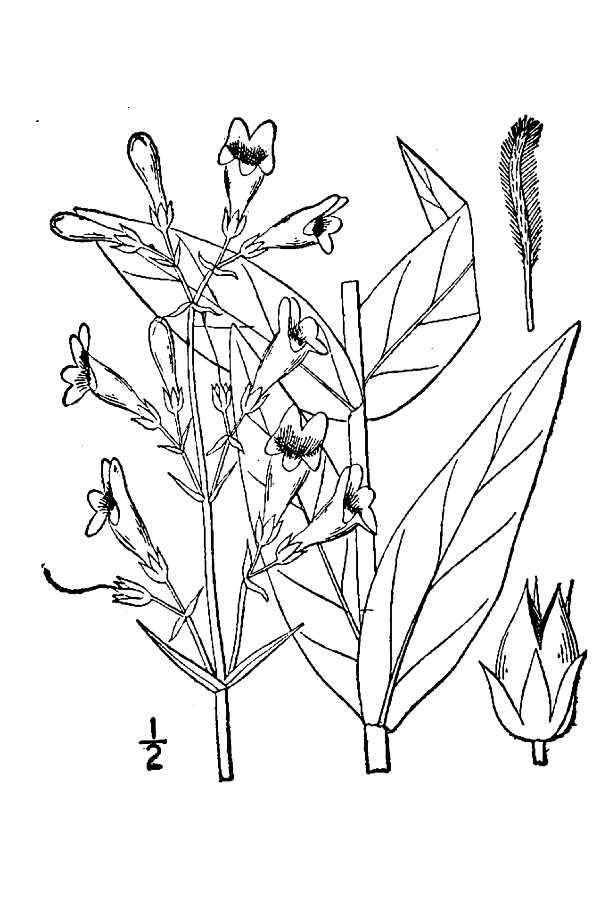 Image of sharpleaf penstemon